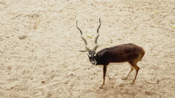 Impala samec antilopy na písku v otevřené zoo Voliéra — Stock fotografie