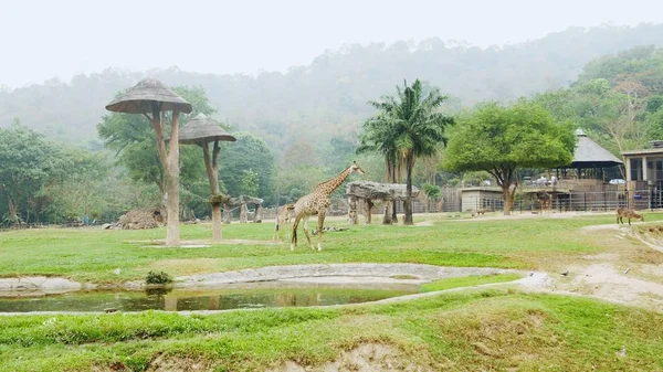 Aviário com girafas no zoológico aberto . — Fotografia de Stock
