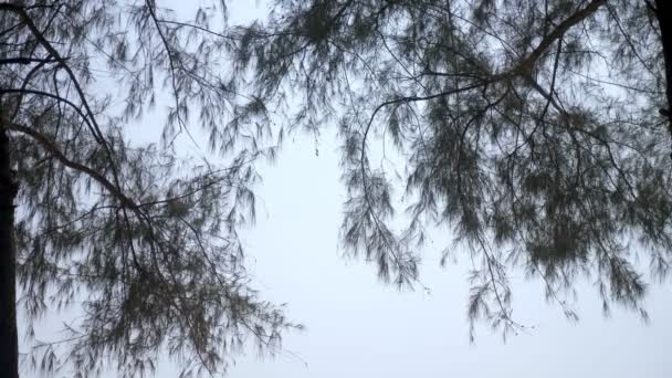 Landschaft mit Tannennadeln vom Baum im Vordergrund und aqua-blauem Meer und bewölktem Himmel im Hintergrund. — Stockvideo