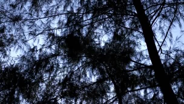 Landscape with pine needles from tree in foreground and aqua blue ocean and cloudy sky in background. — Stock Video