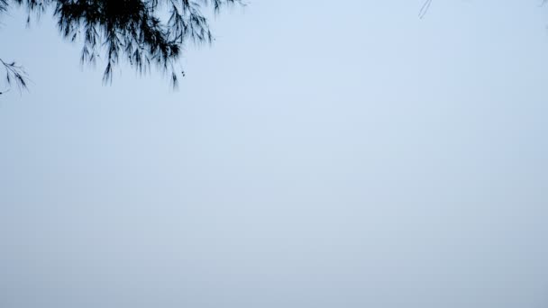 风景与松针从树在前景和水蓝色的海洋和多云的天空在背景. — 图库视频影像