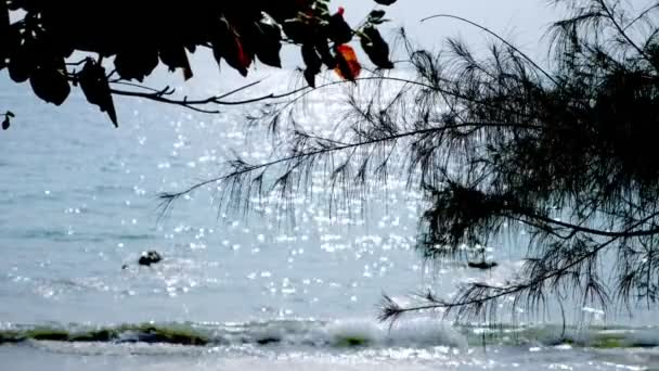 Landschaft mit Tannennadeln vom Baum im Vordergrund und aqua-blauem Meer und bewölktem Himmel im Hintergrund. — Stockvideo