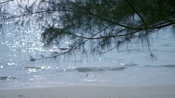 Paesaggio con aghi di pino da albero in primo piano e acqua blu oceano e cielo nuvoloso sullo sfondo . — Video Stock