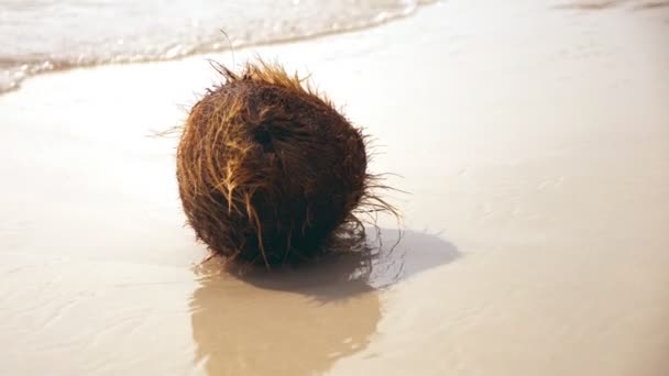 Coco caído en la playa, lavado por las olas del mar — Vídeos de Stock