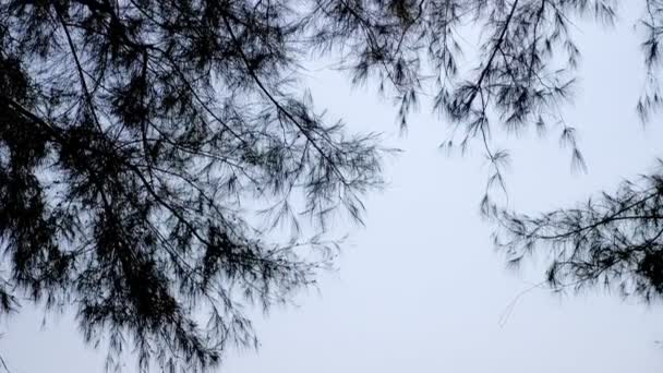 Paisagem com agulhas de pinheiro de árvore em primeiro plano e aqua azul oceano e céu nublado no fundo . — Vídeo de Stock