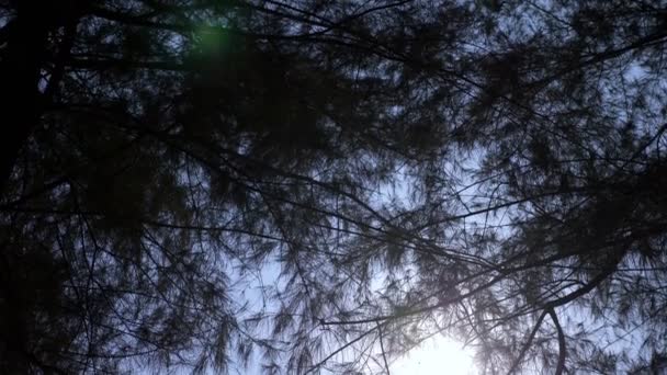 Landskap med barr från träd i förgrunden och aqua blå havet och molnig himmel i bakgrunden. — Stockvideo