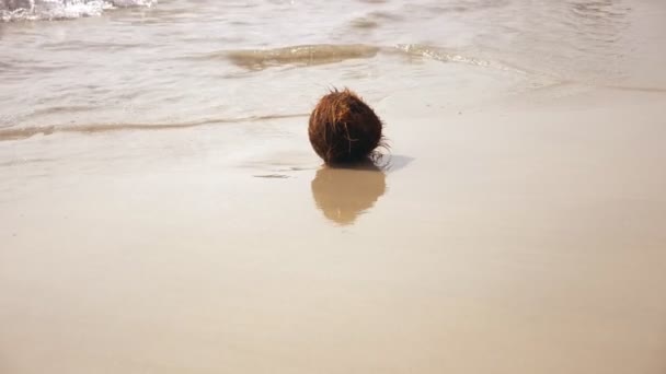 Упал кокос на пляже в, омывается морскими волнами — стоковое видео