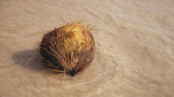 Cocco caduto sulla spiaggia in, lavato dalle onde del mare — Video Stock