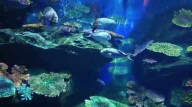 renkli mercan resif renkli mercan balık dolu