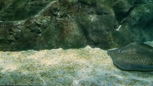 Grote elektrische oprit drijvende diep in een aquarium — Stockvideo