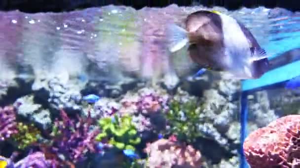 Recife de coral colorido com lotes de peixes de coral coloridos — Vídeo de Stock