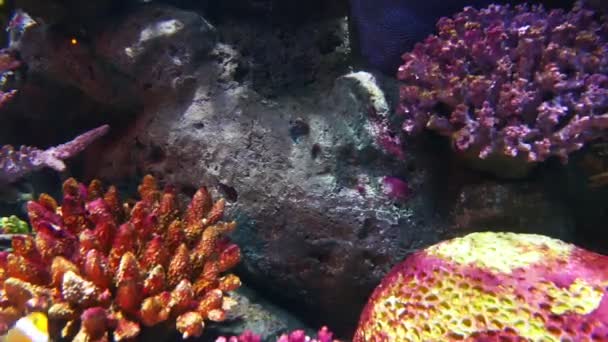 Colorful coral reef with lots of colorful coral fish — Stock Video