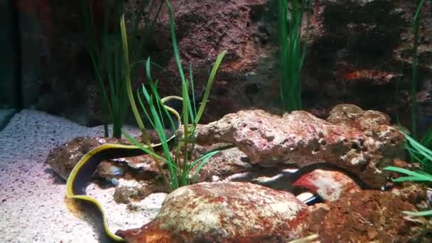 Anguille ruban, Rhinomuraena quaesita, en eau claire au fond de l'aquarium — Video