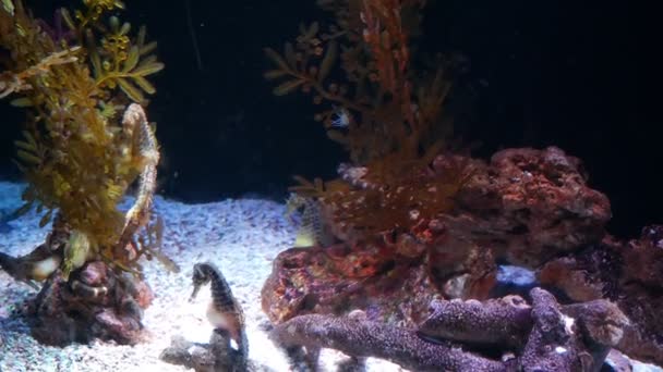 Underwater world . seahorsee on coral reef — Stock Video