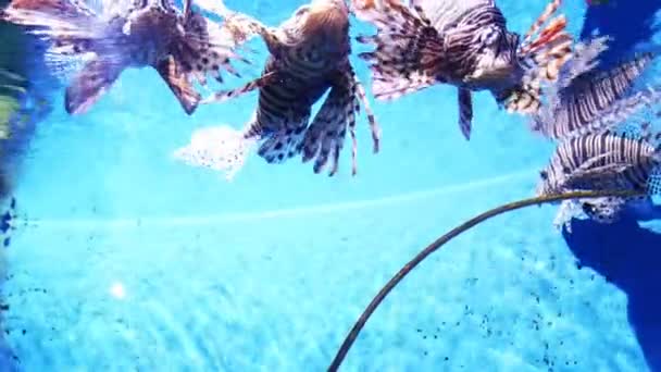 Muitos peixes-leão nadam em um aquário em água azul clara — Vídeo de Stock