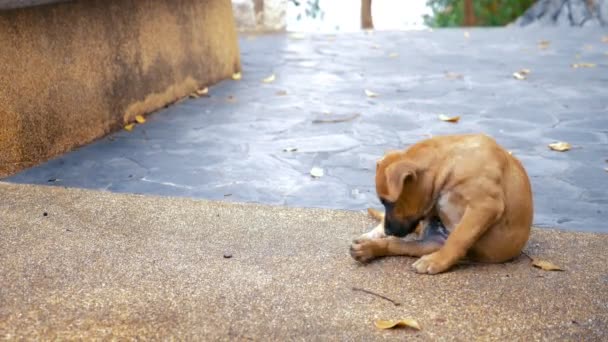 Kleine rode verdwaalde puppy op straat. — Stockvideo