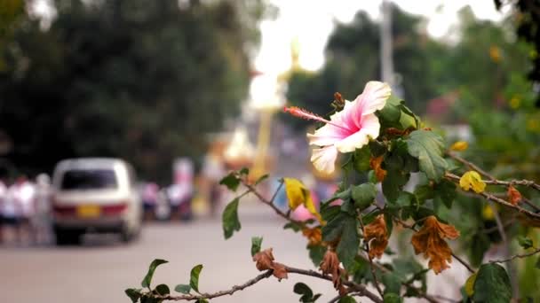 Boeddhisme Close Van Chinese Rose Bloem Tegen Wazig Gouden Boeddhabeeld — Stockvideo