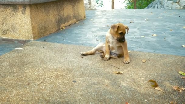 petits chiots errants rouges dans la rue .