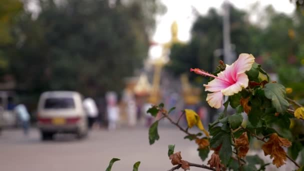 Boeddhisme, close-up van chinese rose bloem tegen wazig gouden Boeddhabeeld — Stockvideo