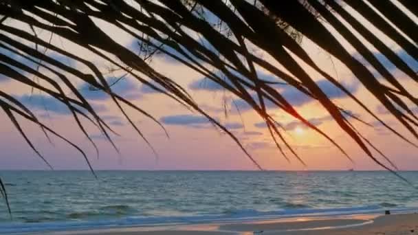 Ηλιοβασίλεμα στη θάλασσα, προβάλετε μέσω ξηρού palm φύλλα. όμορφη ροζ ουρανός, με σύννεφα — Αρχείο Βίντεο