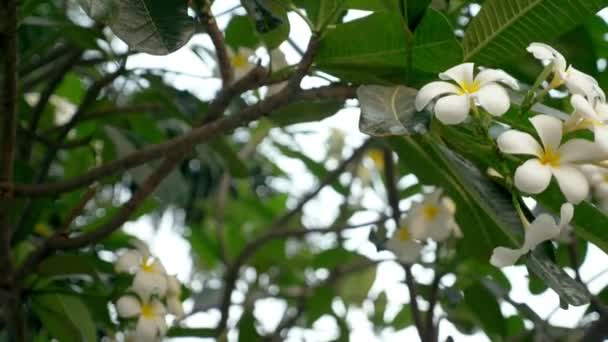 Sluit. witte en gele plumeria bloemen op een boom in de tuin — Stockvideo