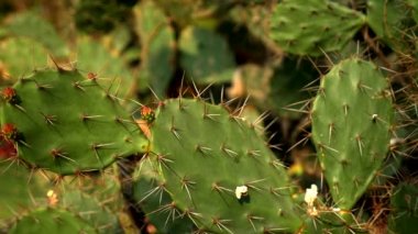 Opuntia ficus kaktüs, Opuntia ficus-indica. bir tropik bahçe dev kaktüs