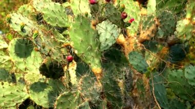 Opuntia ficus kaktüs, Opuntia ficus-indica. bir tropik bahçe dev kaktüs