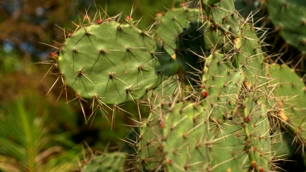 Kaktus Opuntia ficus, Opuntia ficus-indica. gigantisk kaktus i en tropisk trädgård — Stockvideo