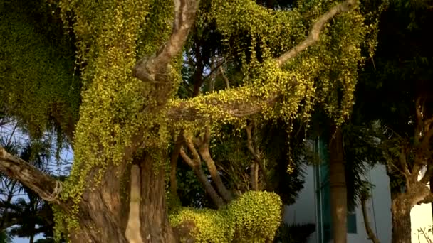 Schließen. dicht wachsende Kletterpflanze um Bäume in einer Dipterokarp-Waldmonsunzone. tropischer und südostasiatischer Regenwald — Stockvideo