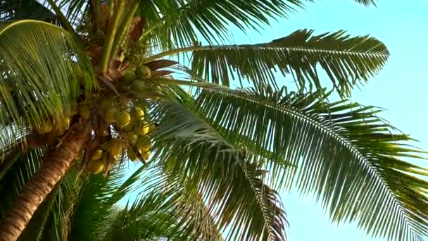 Vista dal basso. belle palme con noci di cocco sullo sfondo del cielo azzurro e soleggiato — Video Stock