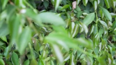 Ficus çalılar. Süs park veya Bahçe için düz yeşil çit