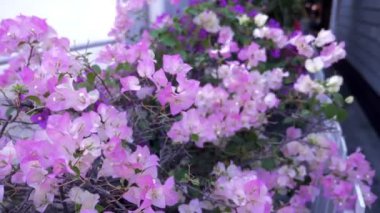 yakın çekim. Pembe Begonviller çiçek tropikal Park