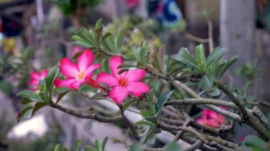 yakın çekim, pembe plumeria çiçek bulanık Rating sokakta hareketli arka planı yolun kenarında.