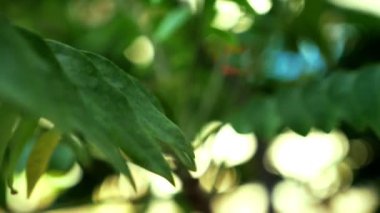 arka plan bulanık ve bokeh, Mimoza yeşil yaprakları