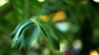 arka plan bulanık ve bokeh, Mimoza yeşil yaprakları