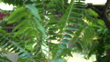 arka plan bulanık ve bokeh, Mimoza yeşil yaprakları