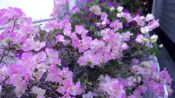 Närbild. Rosa bougainvillea blommor i tropisk park — Stockvideo