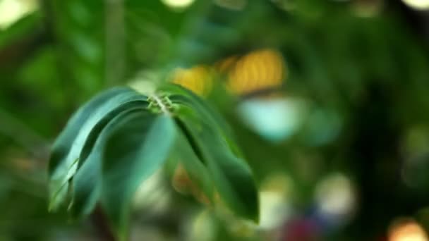 Размытый фон и боке, зеленые листья мимозы — стоковое видео