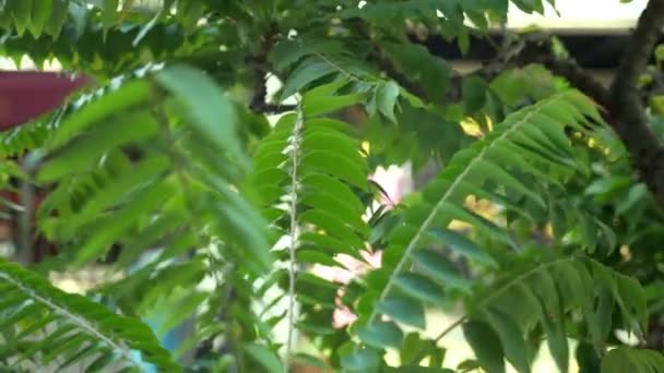 Blurred background and bokeh, green leaves of mimosa — Stock Video