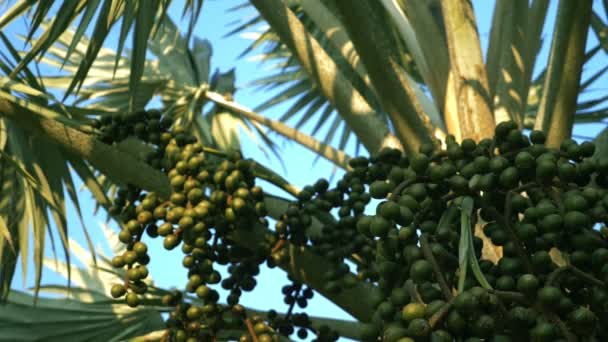 Bismarckia nobilis is a beautiful silver palm tree in a tropical garden. against the blue sky — Stock Video