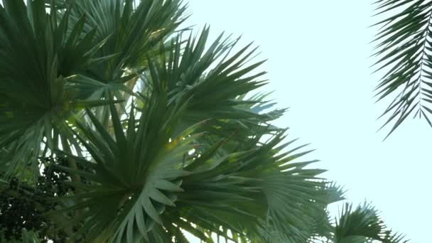 Bismarckia nobilis is a beautiful silver palm tree in a tropical garden. against the blue sky — Stock Video