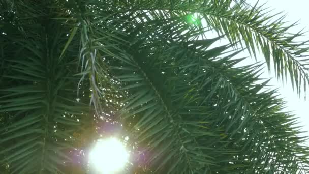Resplandor del sol a través de las frondosas hojas de palma verde contra el cielo azul — Vídeo de stock