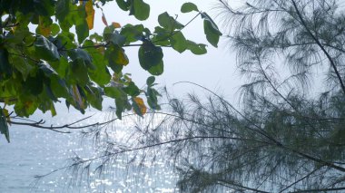 Çam iğneleri ağacında ön plan ve aqua mavi okyanus ve arka planda bulutlu gökyüzü ile manzara.