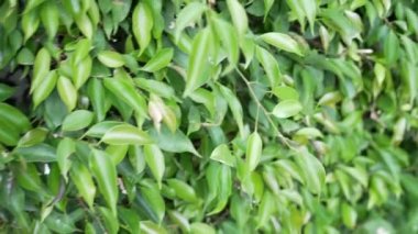 Ficus çalılar. Süs park veya Bahçe için düz yeşil çit