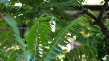 arka plan bulanık ve bokeh, Mimoza yeşil yaprakları