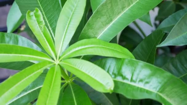 Bovenaanzicht van de plumeria bloem plant vertoont de jonge bloemen in het midden van de afbeelding. — Stockvideo