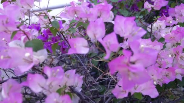 Nahaufnahme. rosa Bougainvillea-Blüten im tropischen Park — Stockvideo