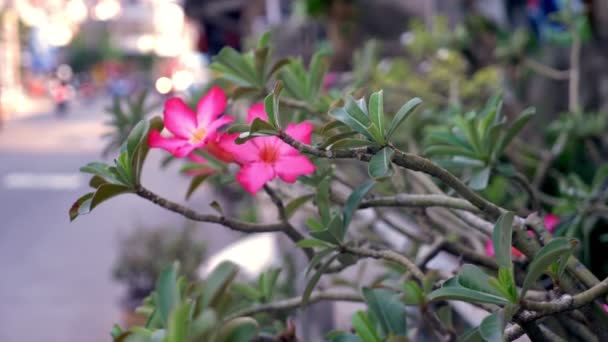 Close-up, flor de plumeria rosa no lado da estrada contra o fundo do tráfego turvo que se desloca pela rua . — Vídeo de Stock