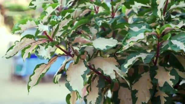 Arbustos ficus. Cobertura plana verde, para parque ornamental o jardín — Vídeo de stock