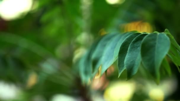 Verschwommener Hintergrund und Bokeh, grüne Blätter von Mimosen — Stockvideo